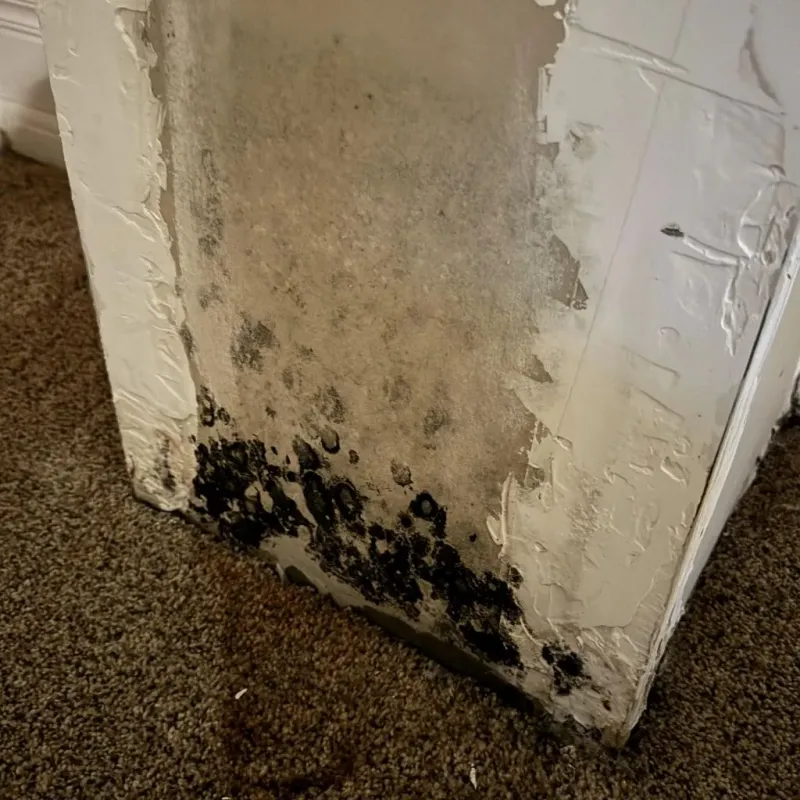 Professional Mold Removal in Pearl River, LA